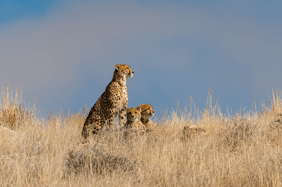 Cheetah-Family im KTP