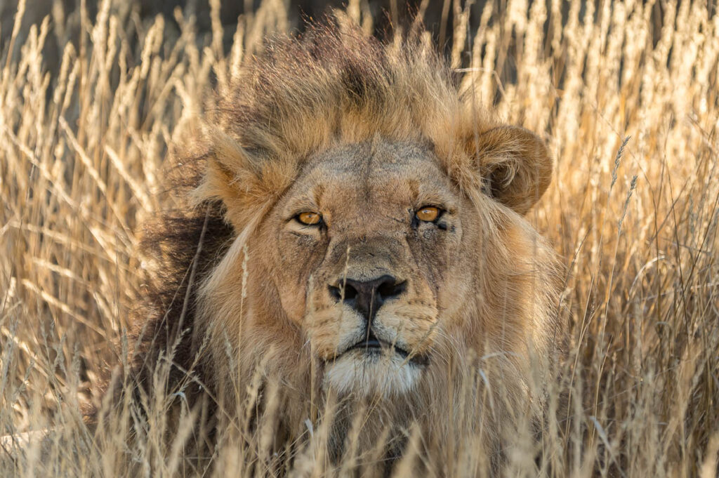 Male Lion im KTP