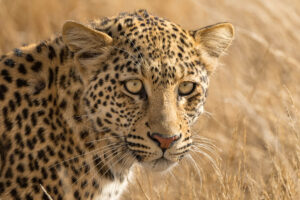 Leopardin im KTP